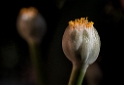 A! Botanischer Garten WTL20151102_0028 als Smartobjekt-1 Kopie